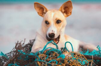 Tips for a Perfect Holiday with Your Dog