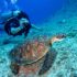 All-Inclusive Holiday Packages: How to Find the Perfect Deal for Your Dream Holiday